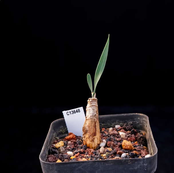 2CM Boophone disticha