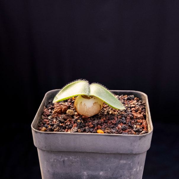 2-2.5cm Haemanthus humilis