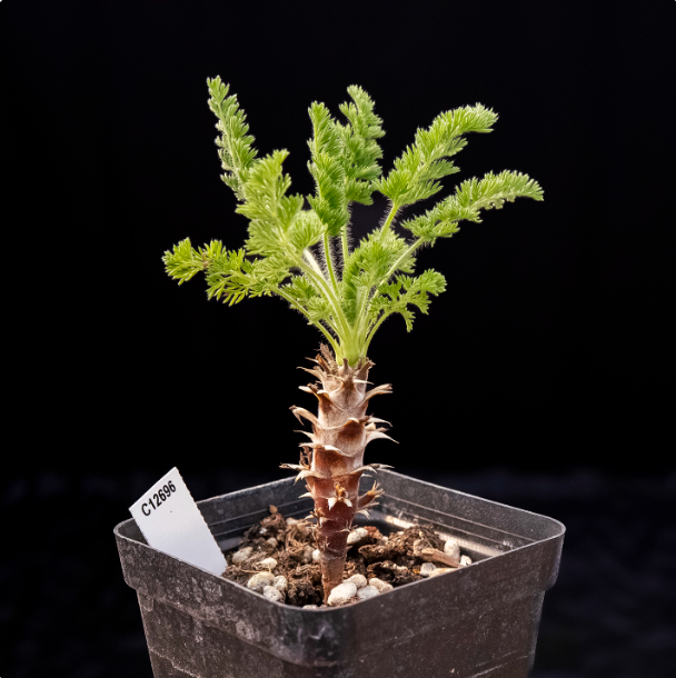 2-2.5cm Pelargonium hirtu