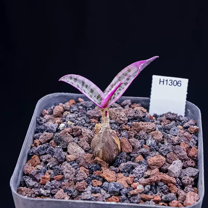 1.5-2cm Ledebouria Socialis