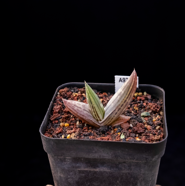 5-7cm Aloe karasbergensis