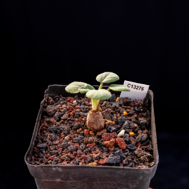 1.5cm Pelargonium grenvilleae