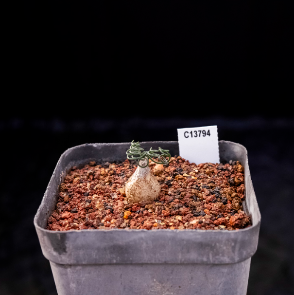 1-1.5cm Gethyllis linearis