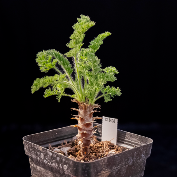 2-2.5cm Pelargonium hirtu