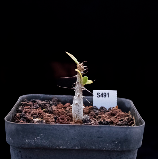 1-1.5cm Fouquieria columnaris