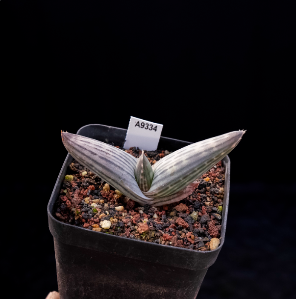 5-7cm Aloe karasbergensis