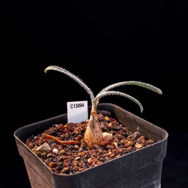 1-1.5cm Gethyllis villosa