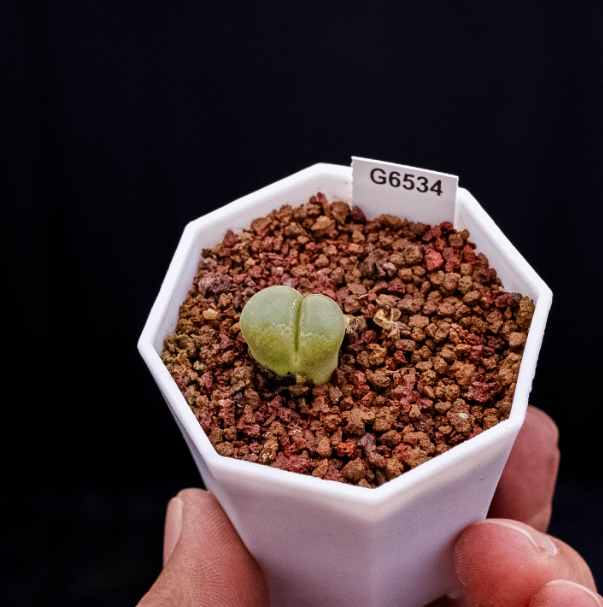 1cm conophytum longum