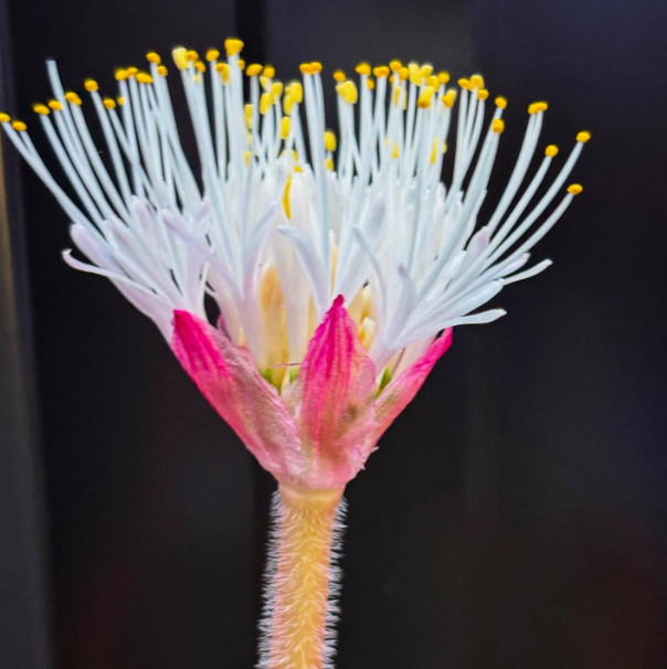 2-2.5cm Haemanthus humilis
