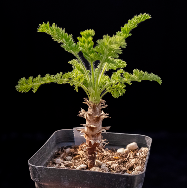 2-2.5cm Pelargonium hirtu