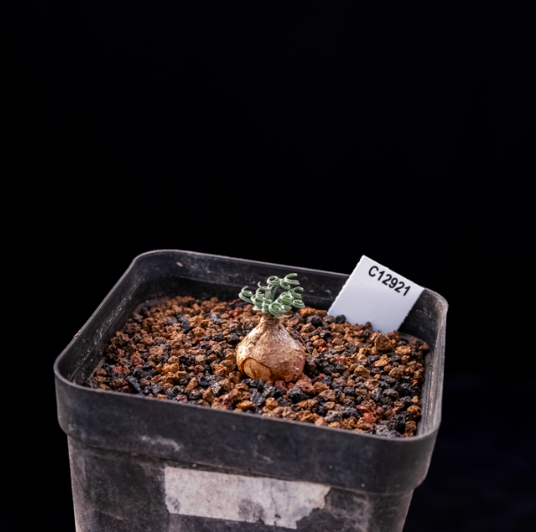 1-1.5cm Gethyllis linearis