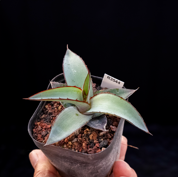 5-6cm Agave impressa