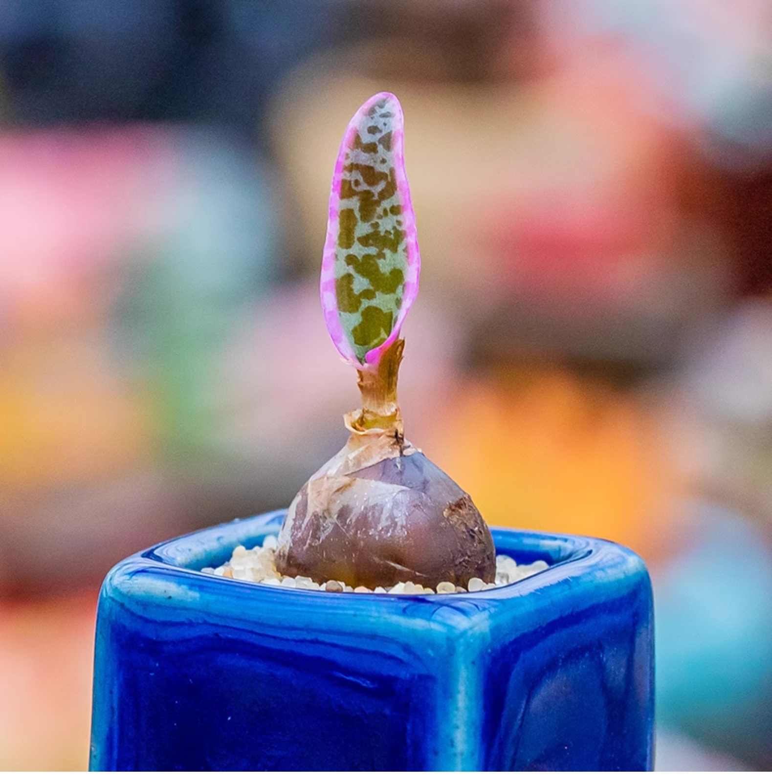 1.5-2cm Ledebouria Socialis