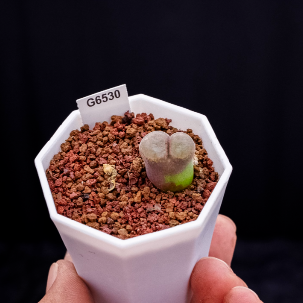1cm conophytum longum
