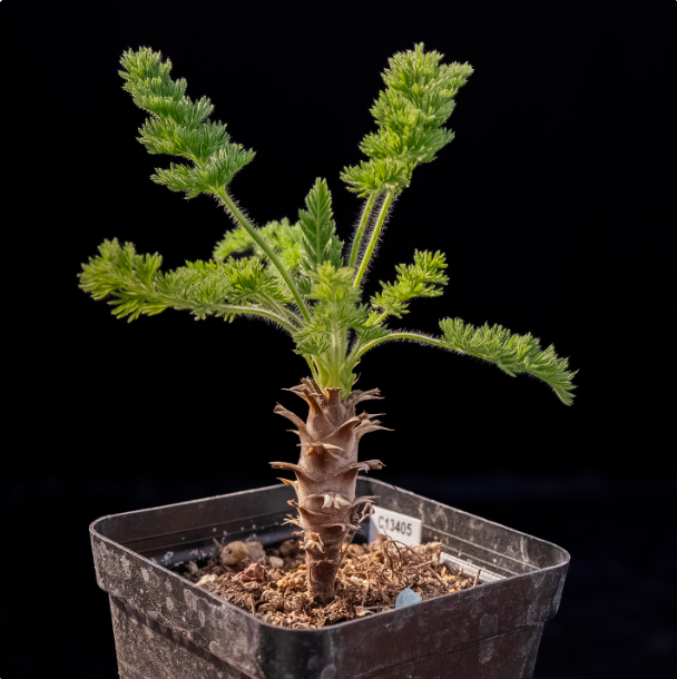 2-2.5cm Pelargonium hirtu