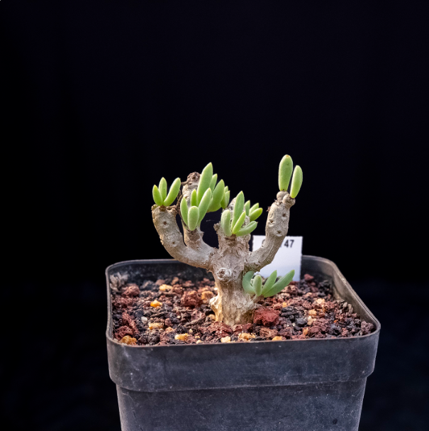 5-7cm Tylecodon decipiensToelken