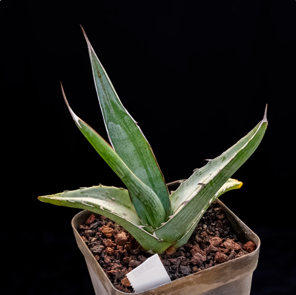 5-6cm Agave albomarginata