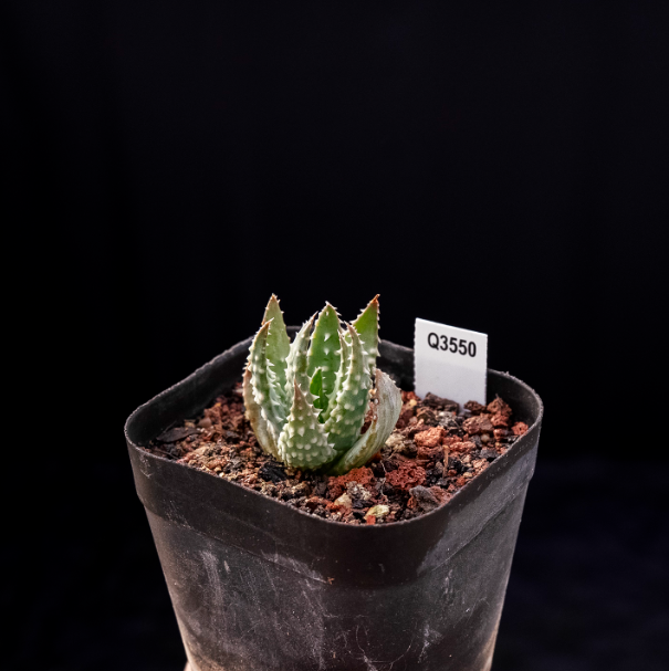 3-4cm Aloe humilis