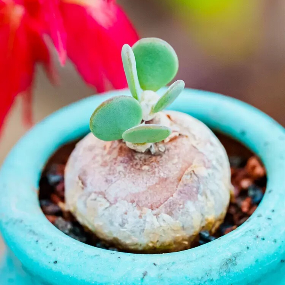 1.5-2CM Othonna intermedia