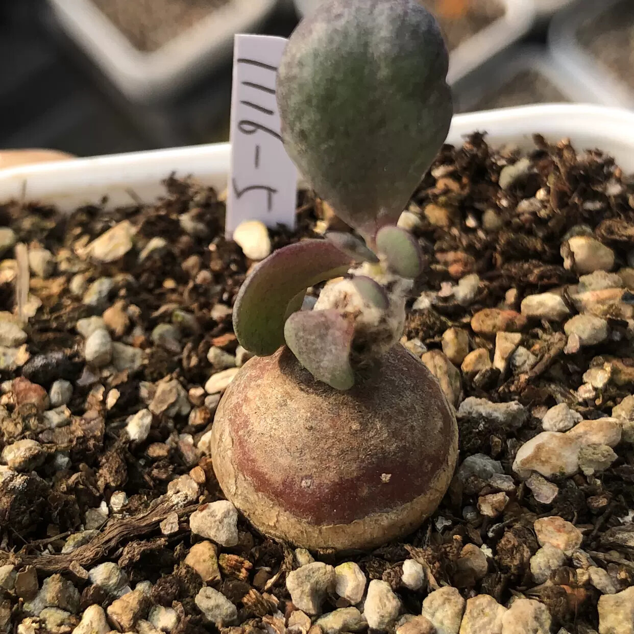 1.5-2CM Othonna intermedia