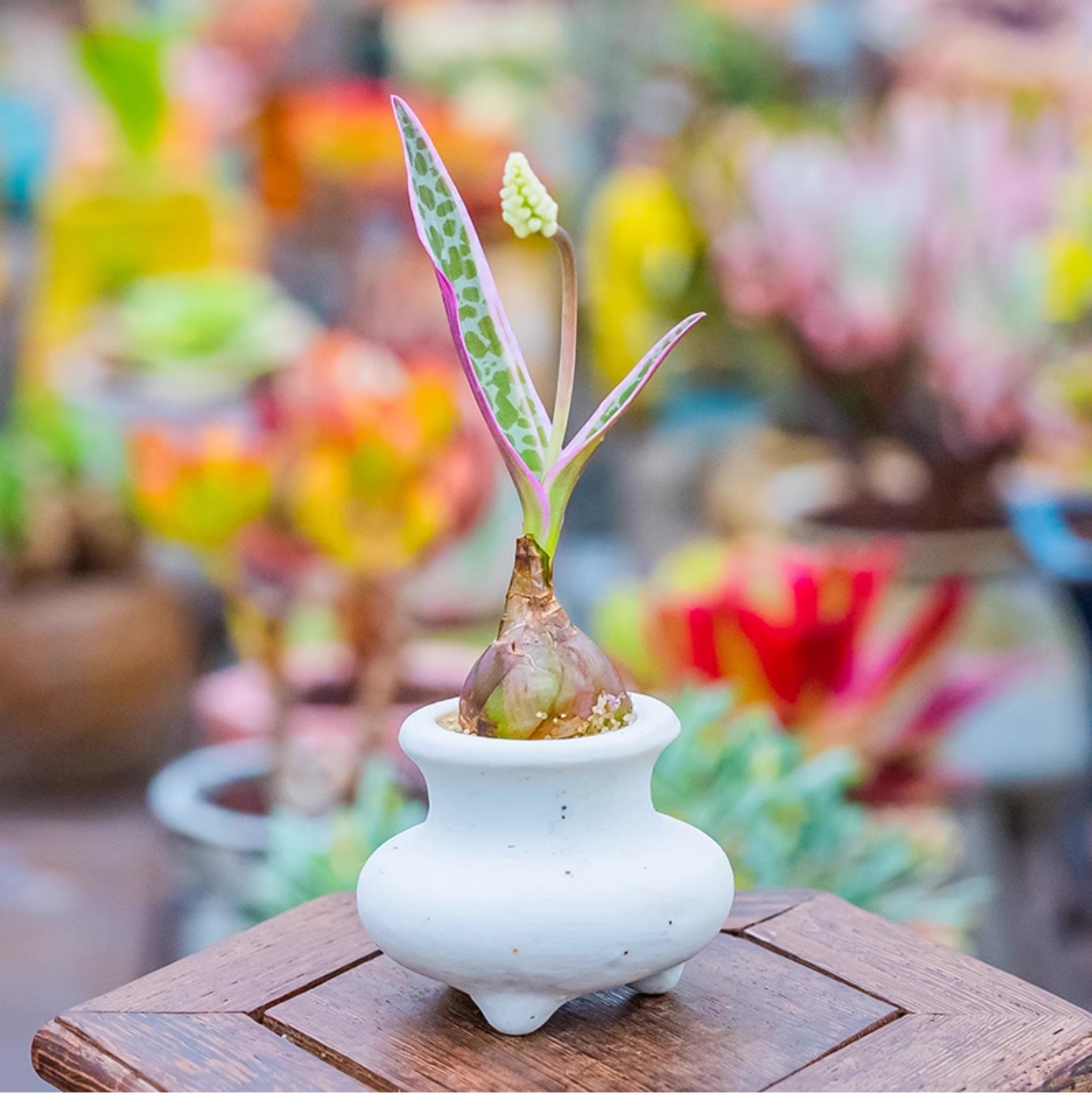 1.5-2cm Ledebouria Socialis