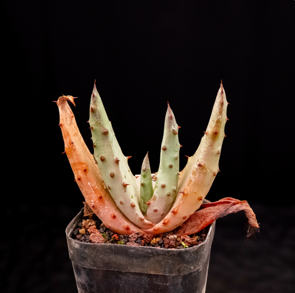 6-7cm  Aloe marlothii subsp. marlothii