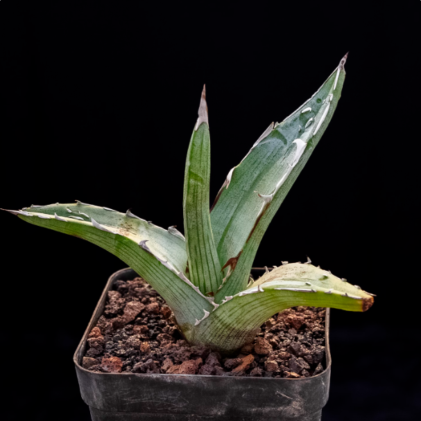 5-6cm Agave albomarginata