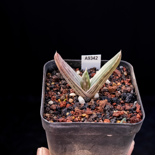 5-7cm Aloe karasbergensis