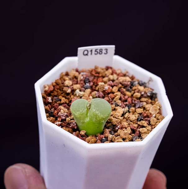 1cm conophytum longum