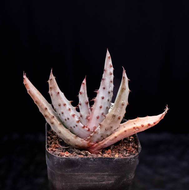 6-7cm  Aloe marlothii subsp. marlothii