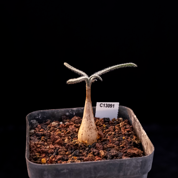 1-1.5cm Gethyllis villosa