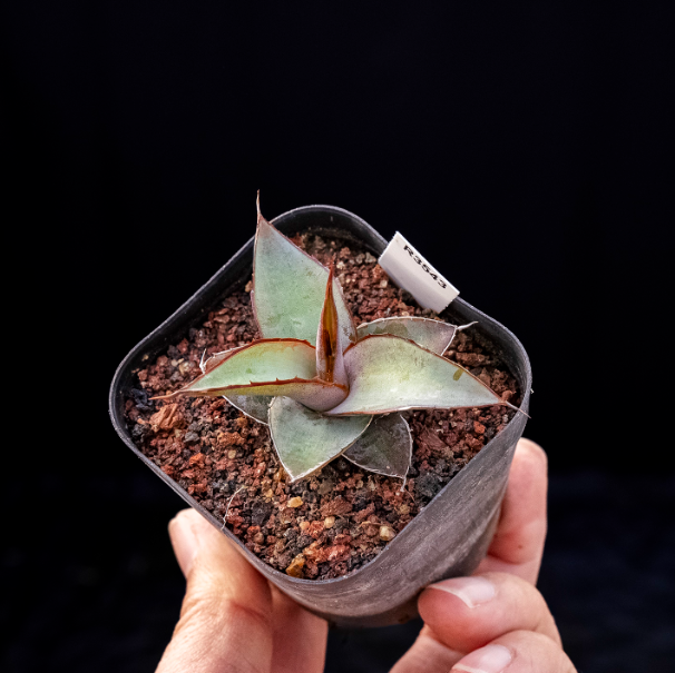5-6cm Agave impressa