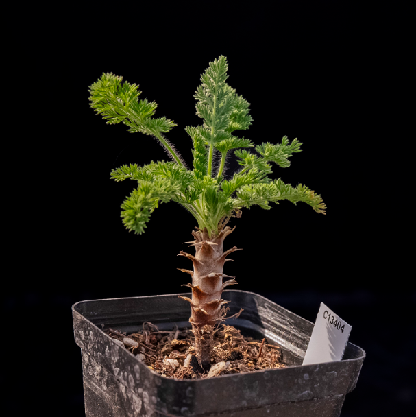 2-2.5cm Pelargonium hirtu