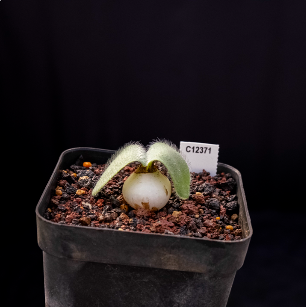 2-2.5cm Haemanthus humilis