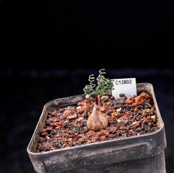 1-1.5cm Gethyllis linearis