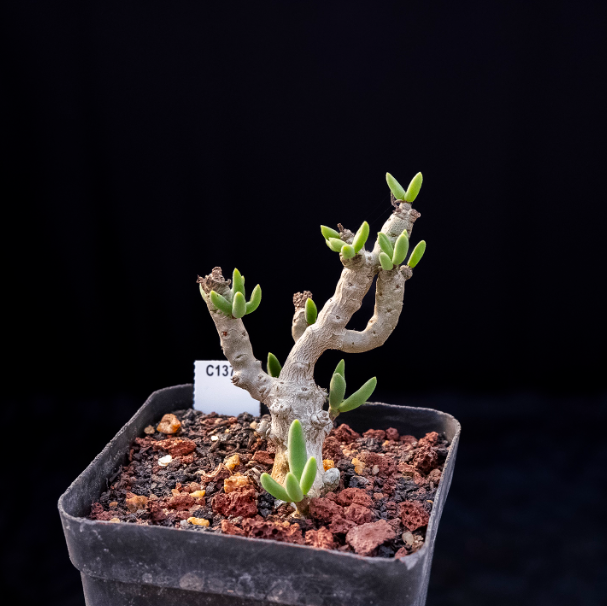 5-7cm Tylecodon decipiensToelken