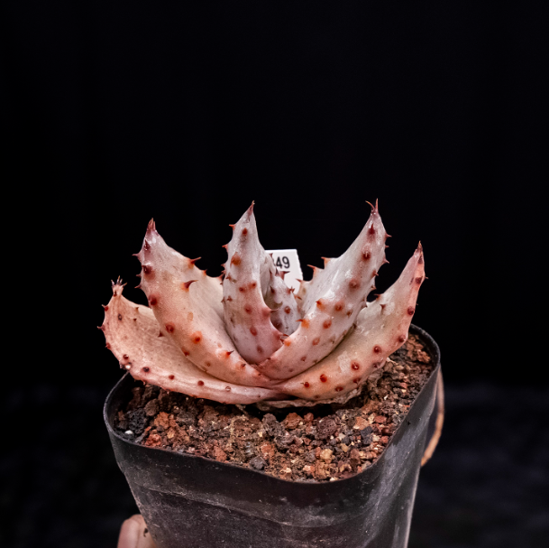 6-7cm  Aloe marlothii subsp. marlothii