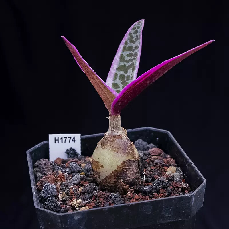 1.5-2cm Ledebouria Socialis