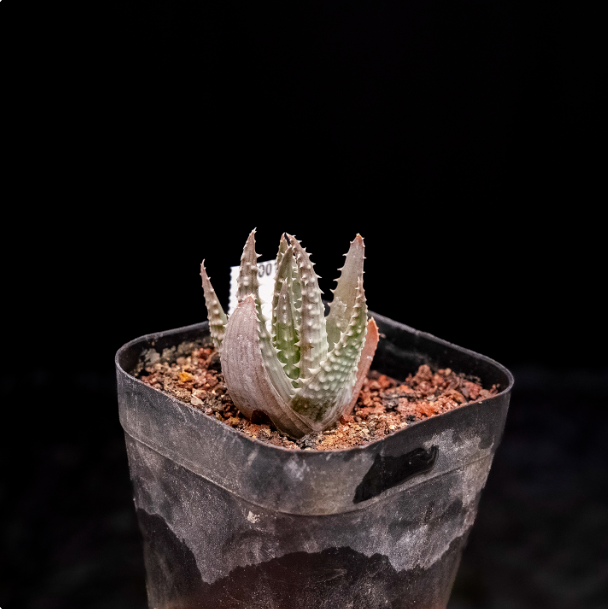 3-4cm Aloe humilis