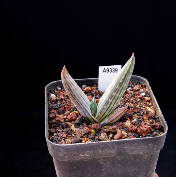 5-7cm Aloe karasbergensis
