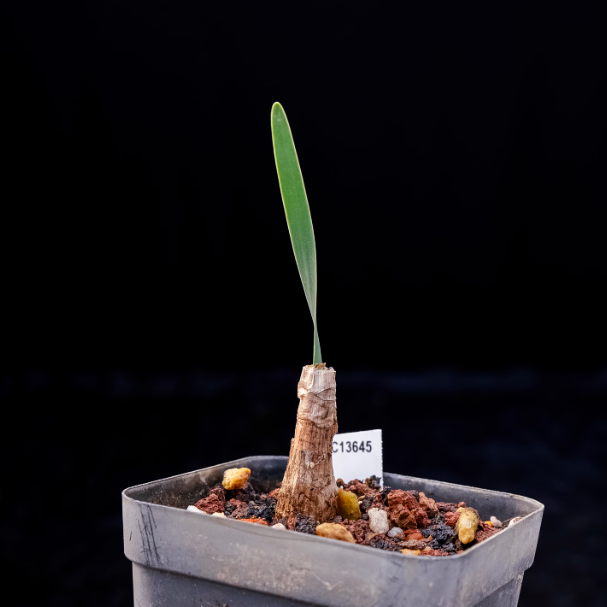 2CM Boophone disticha