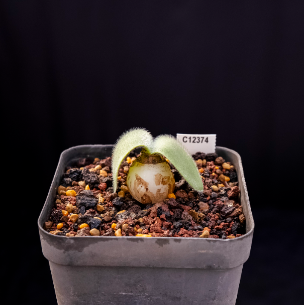 2-2.5cm Haemanthus humilis