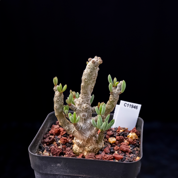 5-7cm Tylecodon decipiensToelken