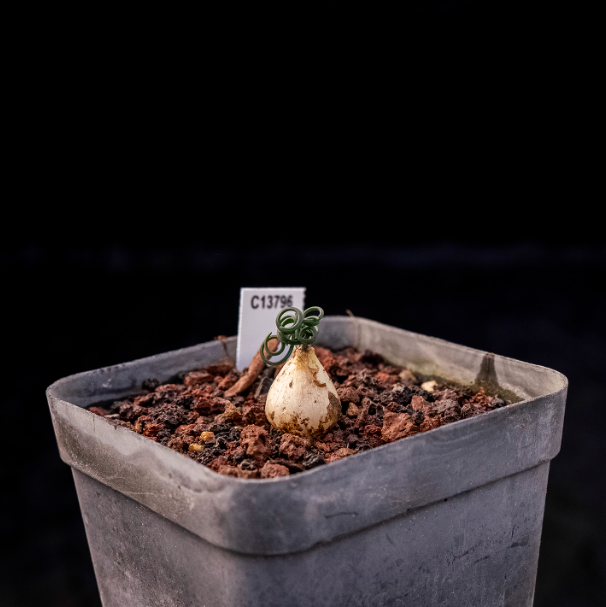 1-1.5cm Gethyllis linearis