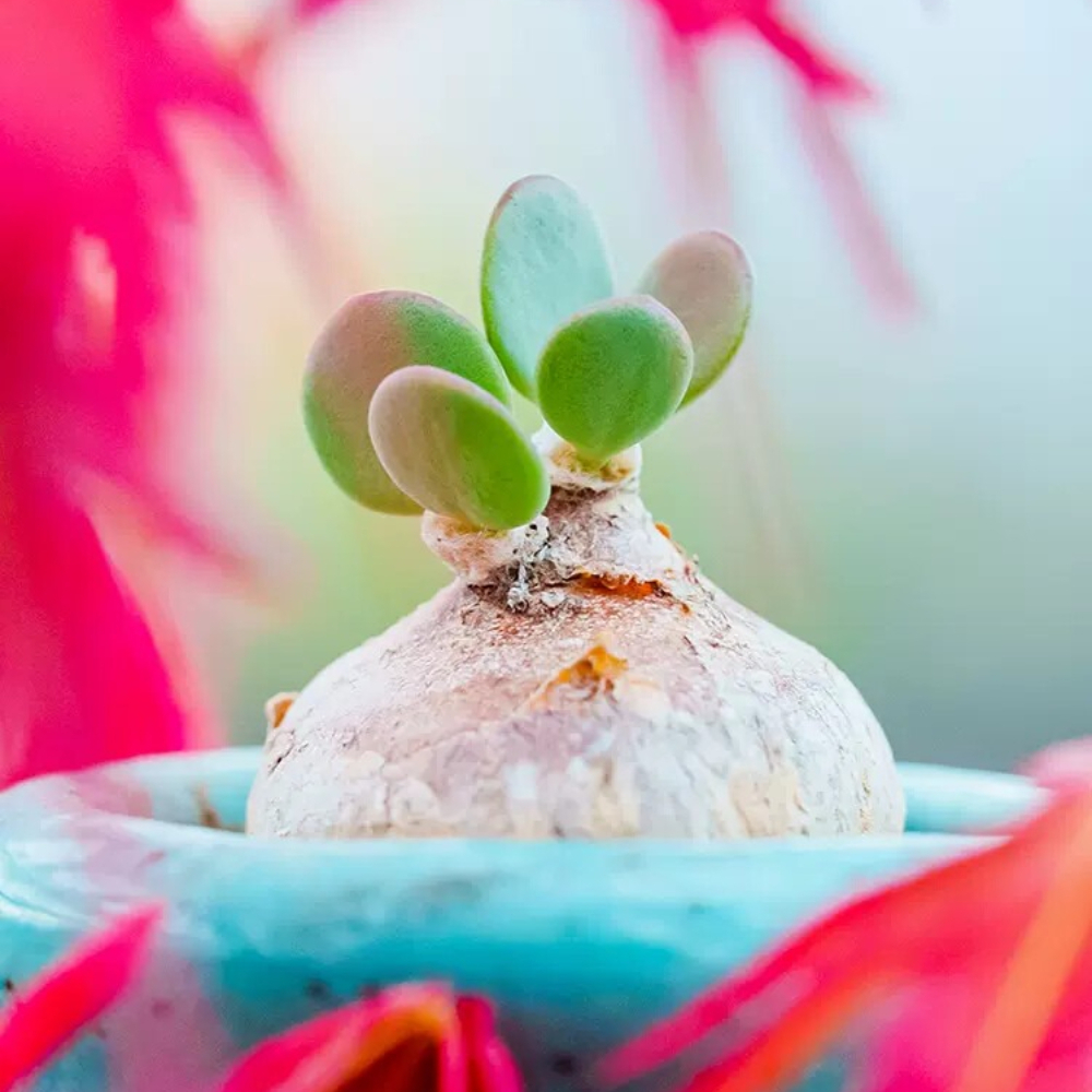 1.5-2CM Othonna intermedia