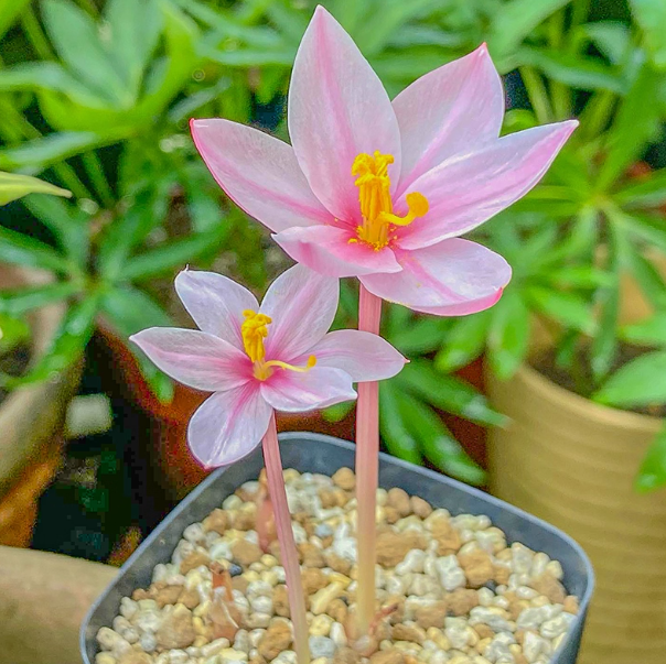 1-1.5cm Gethyllis villosa