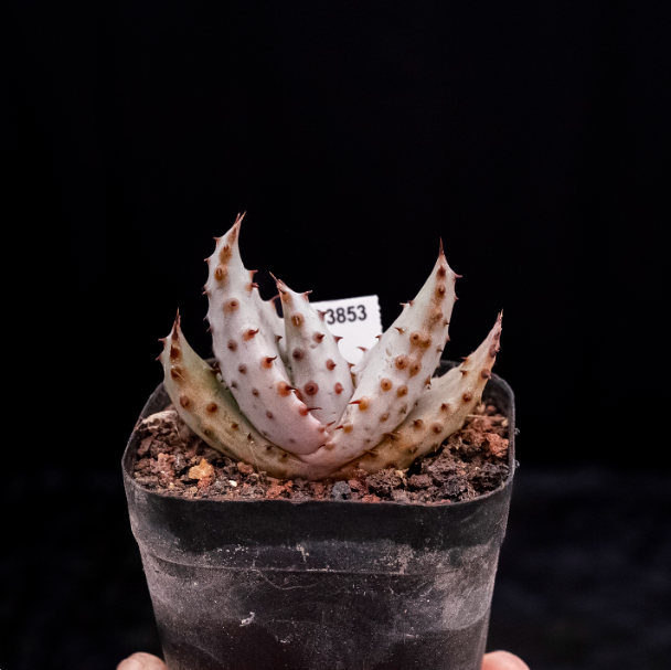 6-7cm  Aloe marlothii subsp. marlothii