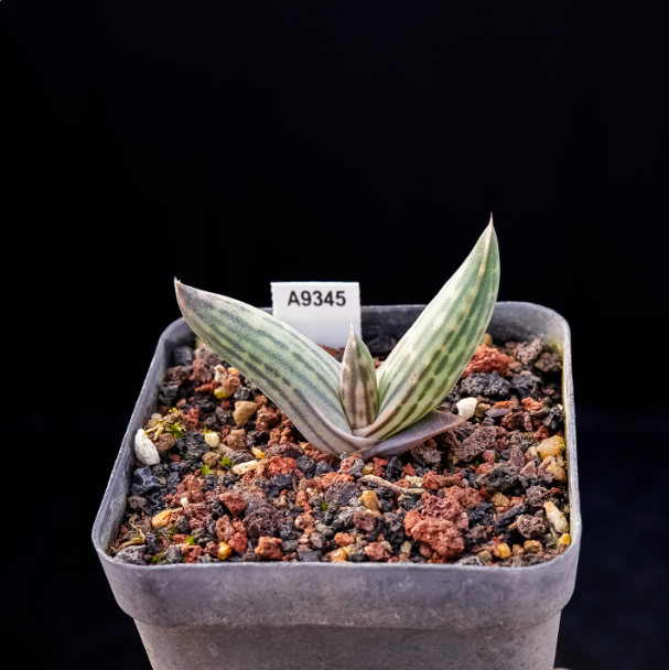5-7cm Aloe karasbergensis