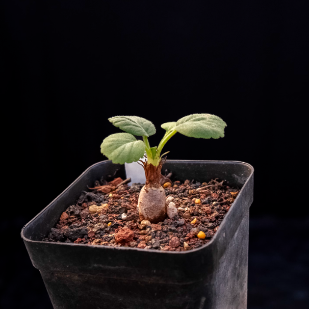 1.5cm Pelargonium grenvilleae