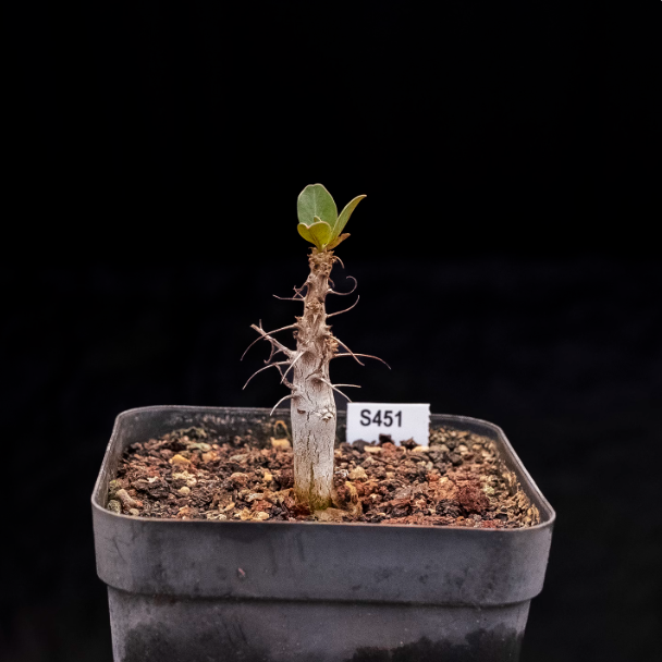 1-1.5cm Fouquieria columnaris